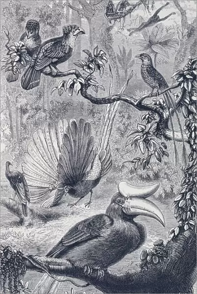 A Malayan forest, with its characteristic birds