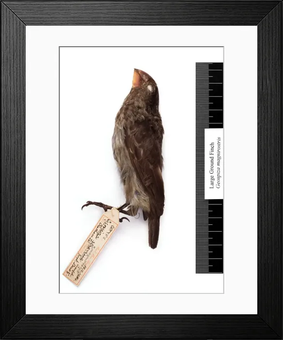 Framed Print : Geospiza magnirostris, large ground finch Framed Print : Geospiza magnirostris, large ground finch