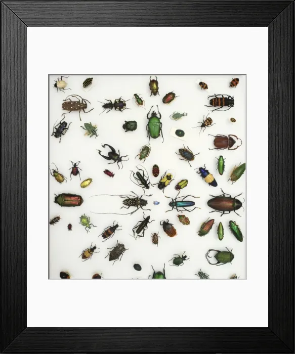 Framed Print : Various beetle specimens Framed Print : Various beetle specimens