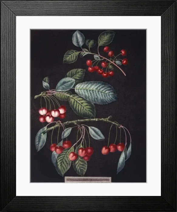 Framed Print : Prunus sp. cherry Framed Print : Prunus sp. cherry