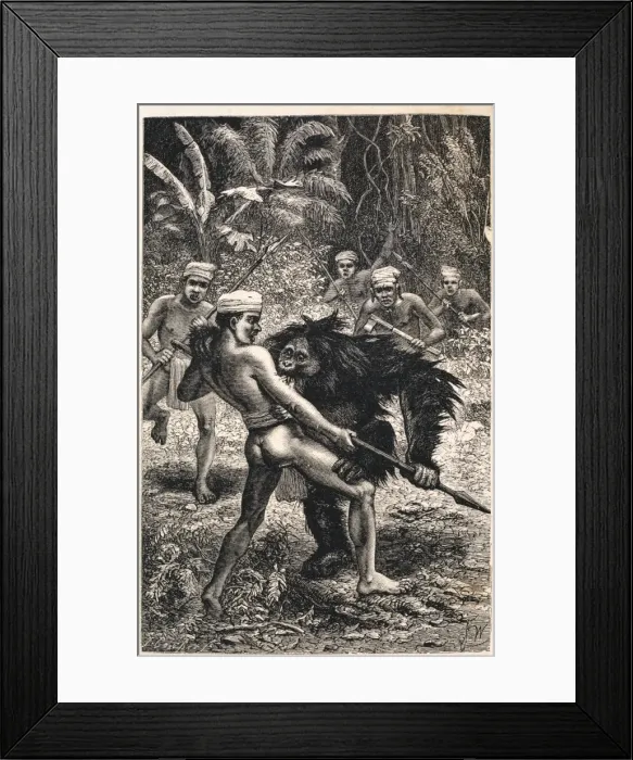 Framed Print : Pongo pygmaeus, orangutan Framed Print : Pongo pygmaeus, orangutan