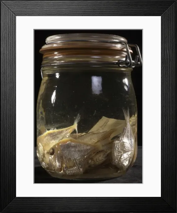 Framed Print : Argyropelecus sp. hatchetfish Framed Print : Argyropelecus sp. hatchetfish