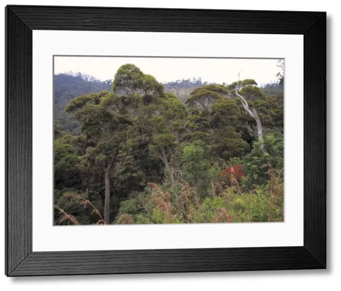 Framed Print : Montane rainforest canopy, Sri Lanka Framed Print : Montane rainforest canopy, Sri Lanka