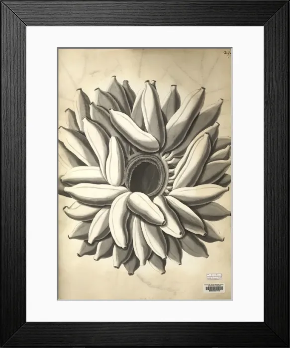 Framed Print : Musa x paradisiaca L. banana Framed Print : Musa x paradisiaca L. banana
