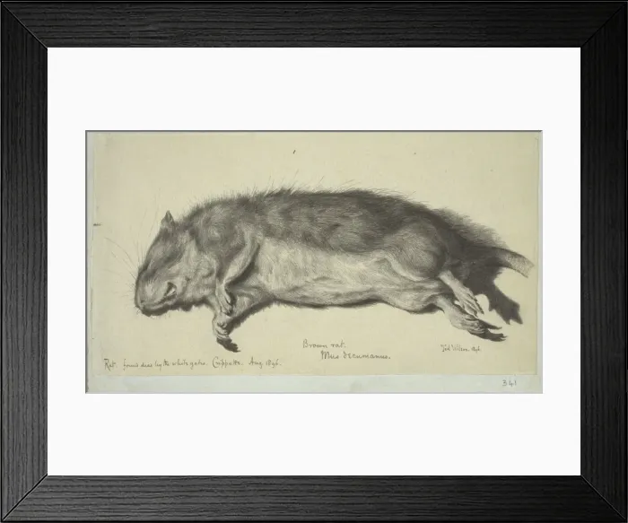 Framed Print : Rattus norvegicus, brown rat Framed Print : Rattus norvegicus, brown rat