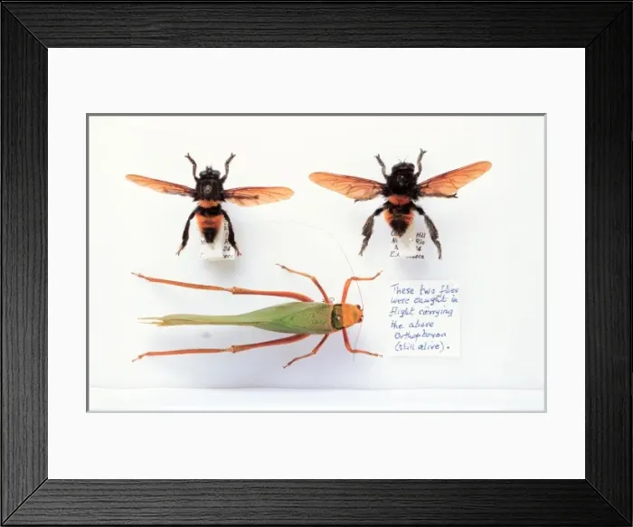 Framed Print : Mallophora infernalis, robber flies Framed Print : Mallophora infernalis, robber flies