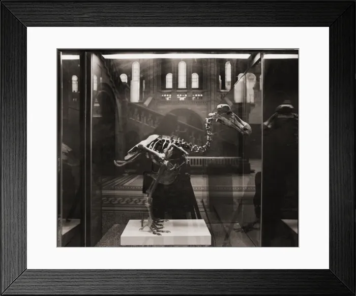 Framed Print : Raphus cucullatus, dodo Framed Print : Raphus cucullatus, dodo
