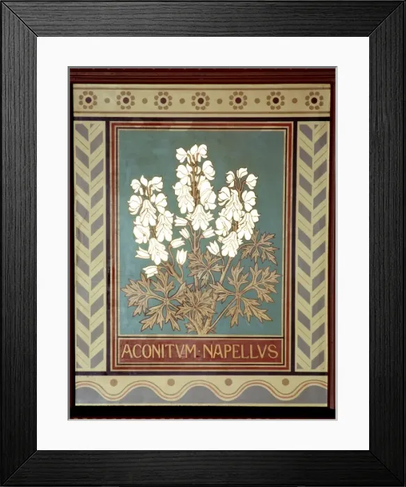 Framed Print : Aconitum napellus, monkshood Framed Print : Aconitum napellus, monkshood