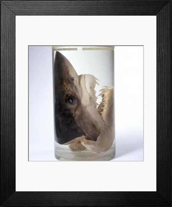 Framed Print : Isurus oxyrinchus, shortfin mako shark Framed Print : Isurus oxyrinchus, shortfin mako shark