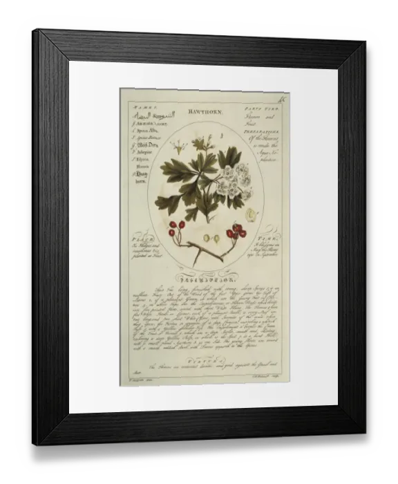 Framed Print : Crataegus monygna, hawthorn Framed Print : Crataegus monygna, hawthorn