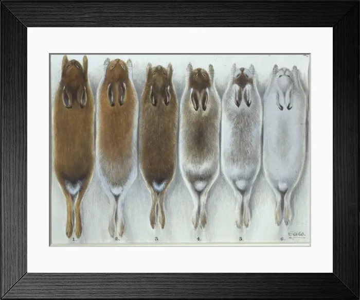 Framed Print : Lepus timidus hibernicus and Lepus timidus scoticus Framed Print : Lepus timidus hibernicus and Lepus timidus scoticus