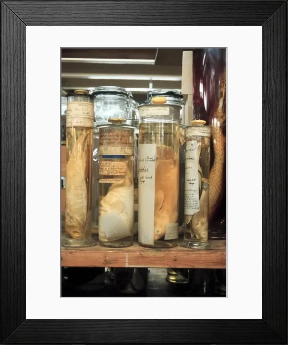 Framed Print : Marine specimens preserved in spirit jars Framed Print : Marine specimens preserved in spirit jars