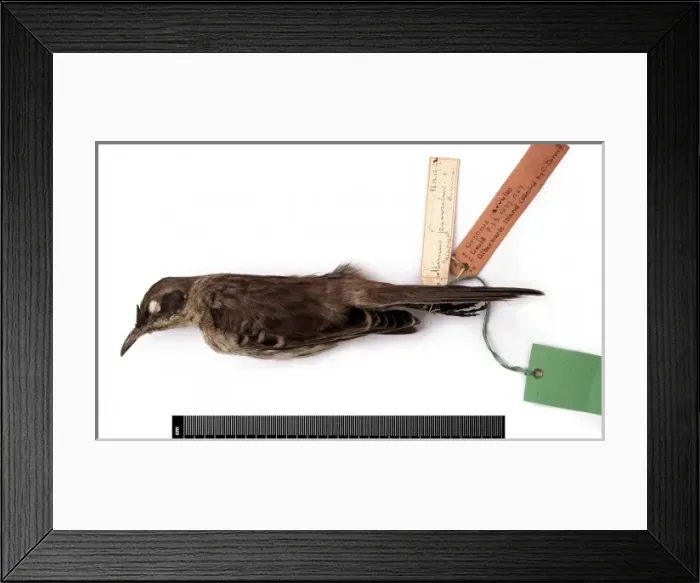Framed Print : Nesomimus parvulus, Galapagos mockingbird Framed Print : Nesomimus parvulus, Galapagos mockingbird