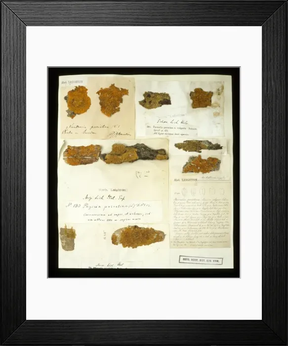 Framed Print : Xanthoria parietina, lichen Framed Print : Xanthoria parietina, lichen