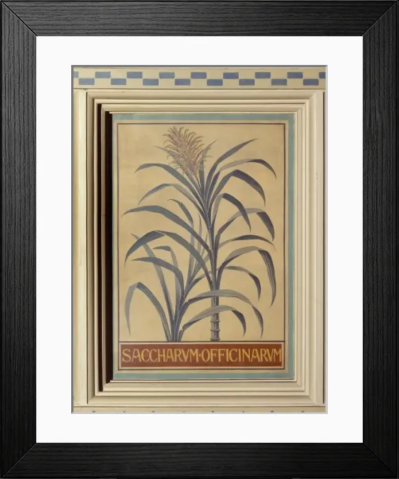 Framed Print : Saccharum officinarum, sugar cane Framed Print : Saccharum officinarum, sugar cane