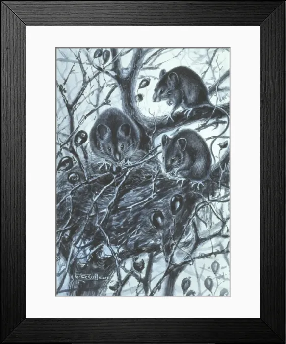 Framed Print : Apodemus sylvaticus, long-tailed field mouse Framed Print : Apodemus sylvaticus, long-tailed field mouse