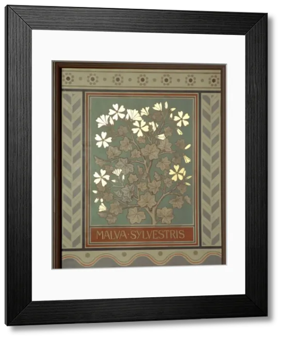 Framed Print : Malva sylvestris, mallow Framed Print : Malva sylvestris, mallow
