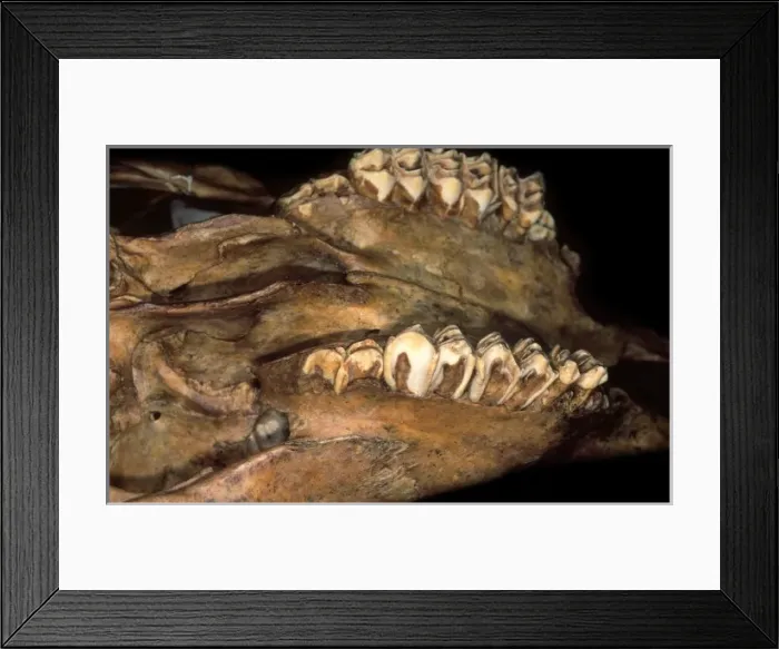 Framed Print : Bos taurus, cattle Framed Print : Bos taurus, cattle