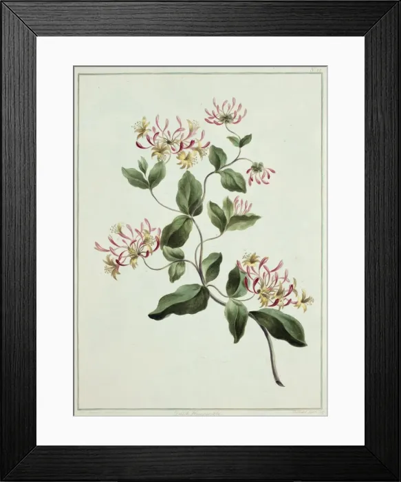 Framed Print : Lonicera sp. honeysuckle Framed Print : Lonicera sp. honeysuckle