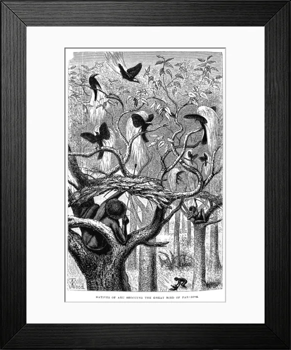 Framed Print : Natives of Aru shooting Paradisaea apoda, greater bird-of-pa Framed Print : Natives of Aru shooting Paradisaea apoda, greater bird-of-pa
