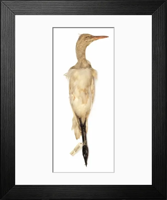 Framed Print : Bubulcus ibis, cattle egret Framed Print : Bubulcus ibis, cattle egret