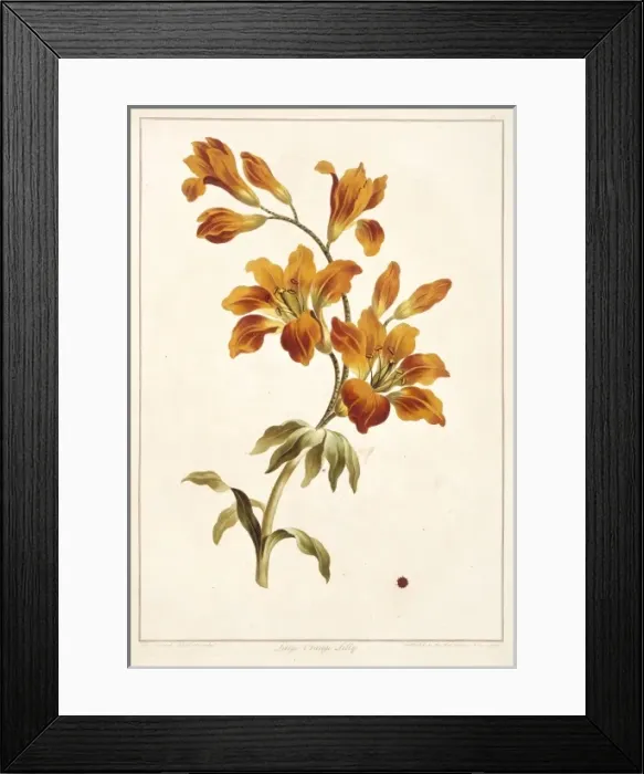 Framed Print : Lilium bulbiferum, large orange lily Framed Print : Lilium bulbiferum, large orange lily