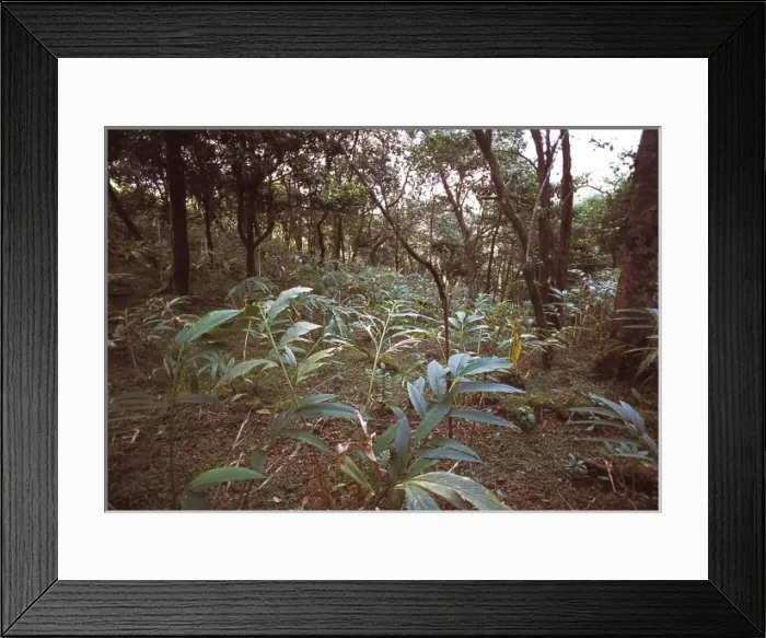 Framed Print : Montane rainforest, Sri Lanka Framed Print : Montane rainforest, Sri Lanka
