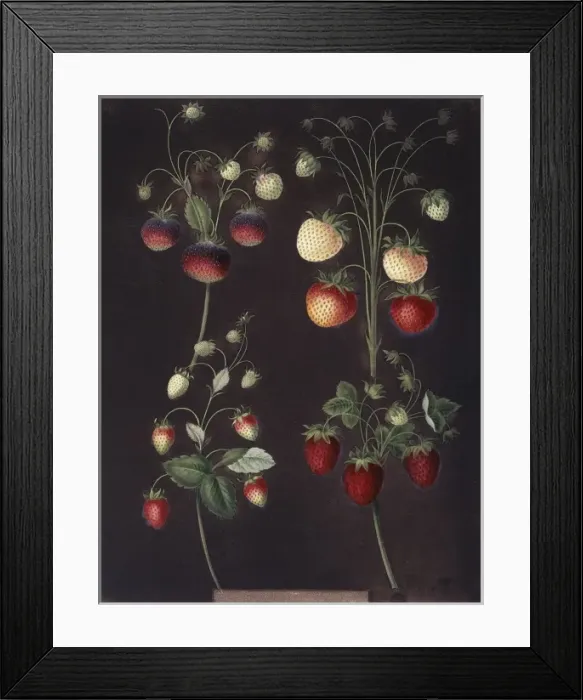 Framed Print : Fragaria sp. strawberry Framed Print : Fragaria sp. strawberry