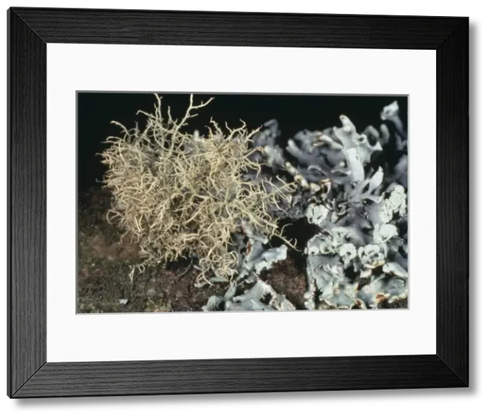 Framed Print : Usnea inflata, beard lichen Framed Print : Usnea inflata, beard lichen