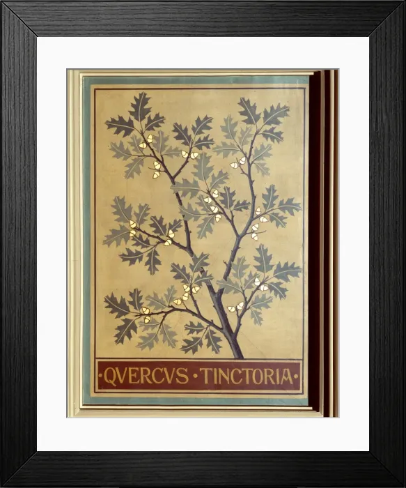 Framed Print : Quercus tinctoria, black oak Framed Print : Quercus tinctoria, black oak