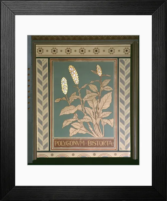Framed Print : Polygonum bistorta, meadow bistort Framed Print : Polygonum bistorta, meadow bistort