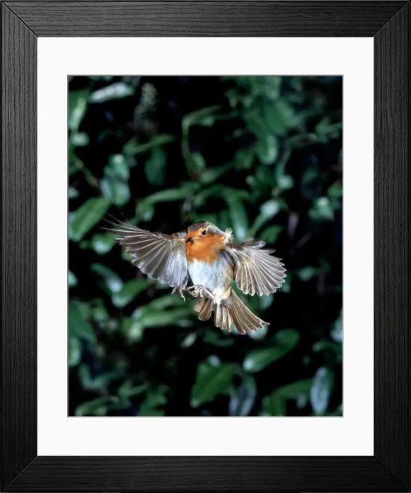 Framed Print : Erithacus rubecula, European robin Framed Print : Erithacus rubecula, European robin
