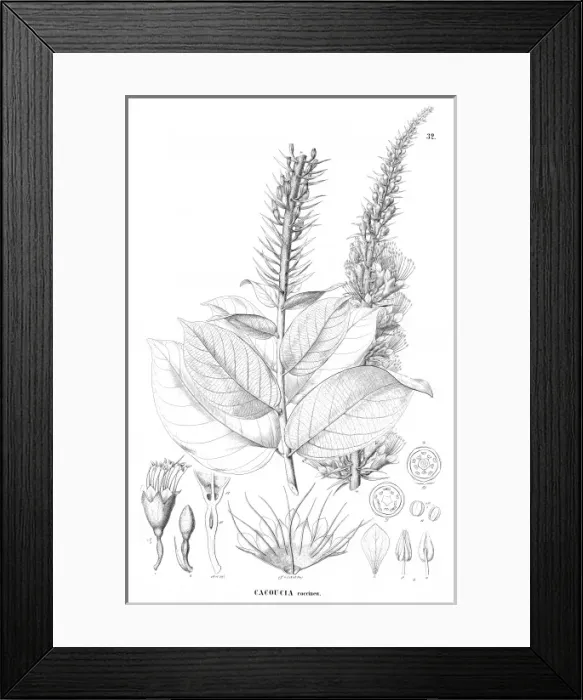 Framed Print : Cacoucia coccinea Framed Print : Cacoucia coccinea
