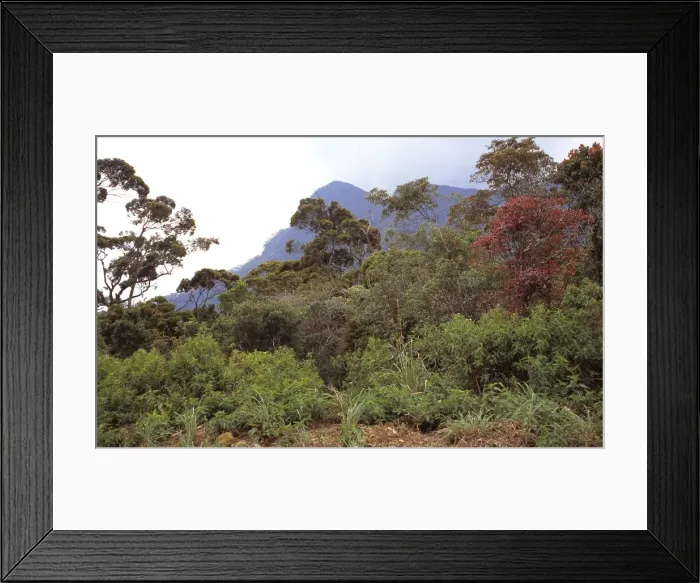 Framed Print : Montane rainforest canopy, Sri Lanka Framed Print : Montane rainforest canopy, Sri Lanka