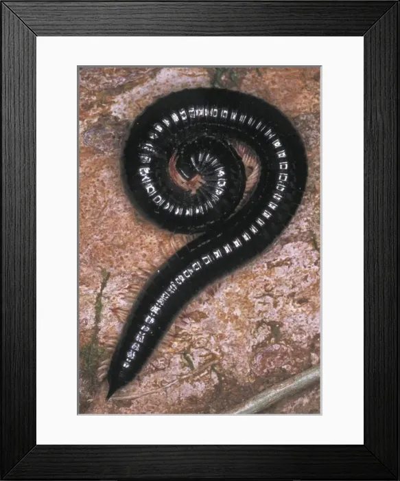 Framed Print : Millipedes are common on the rainforest floor in Sri Lanka Framed Print : Millipedes are common on the rainforest floor in Sri Lanka