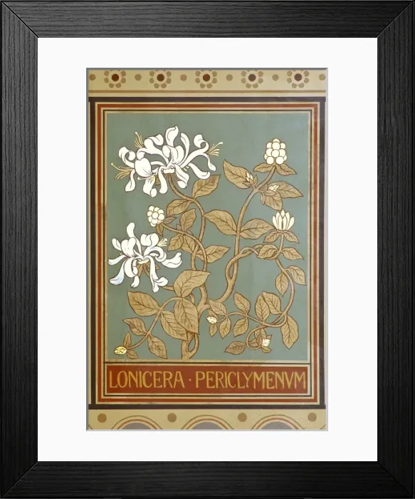 Framed Print : Lonicera periclymenum, honeysuckle Framed Print : Lonicera periclymenum, honeysuckle