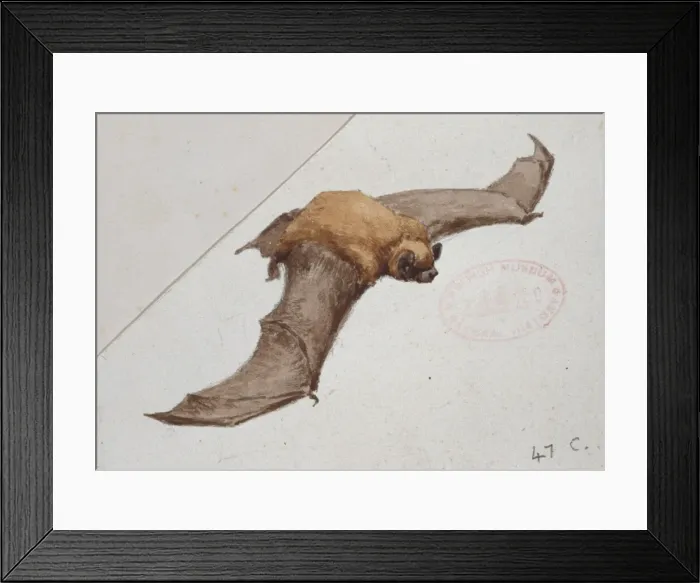 Framed Print : Nyctalus noctula, common noctule Framed Print : Nyctalus noctula, common noctule