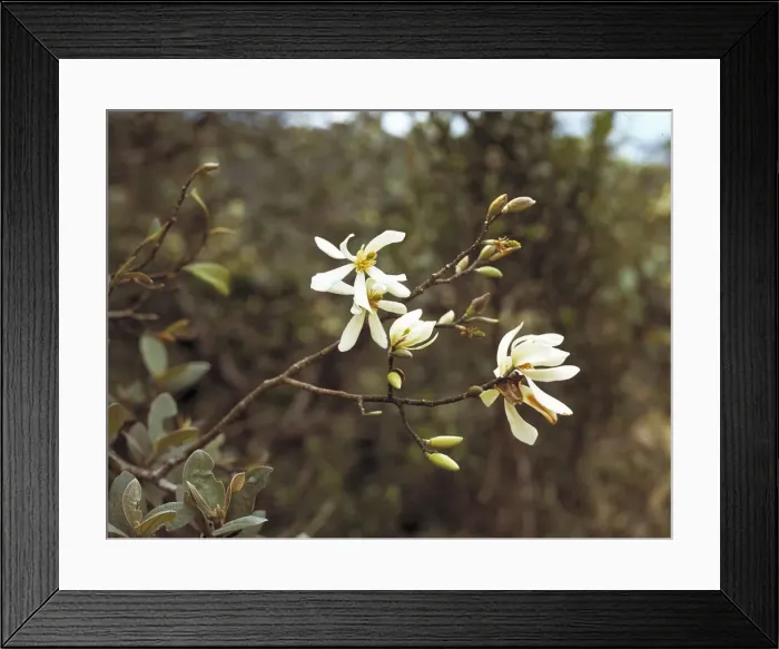 Framed Print : Michalia champaca, champaka tree Framed Print : Michalia champaca, champaka tree