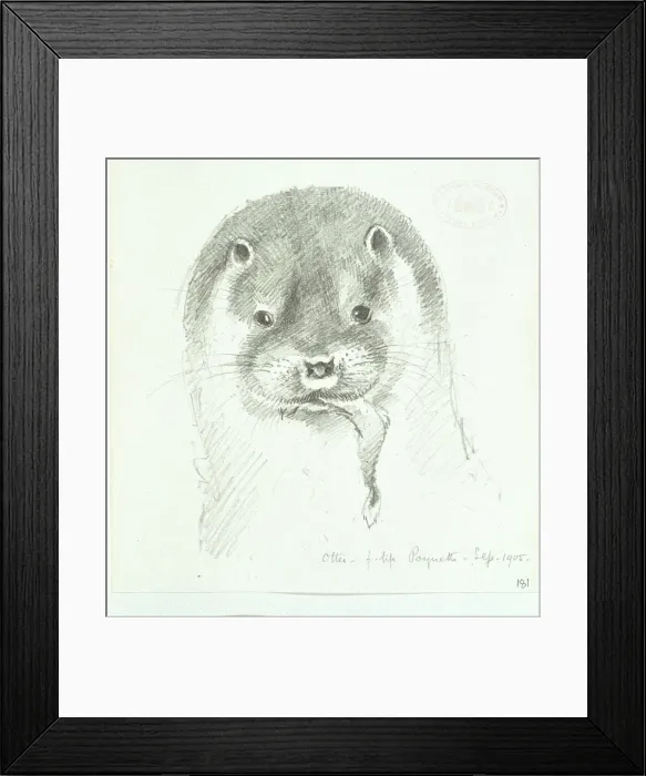 Framed Print : Lutra lutra, European otter Framed Print : Lutra lutra, European otter