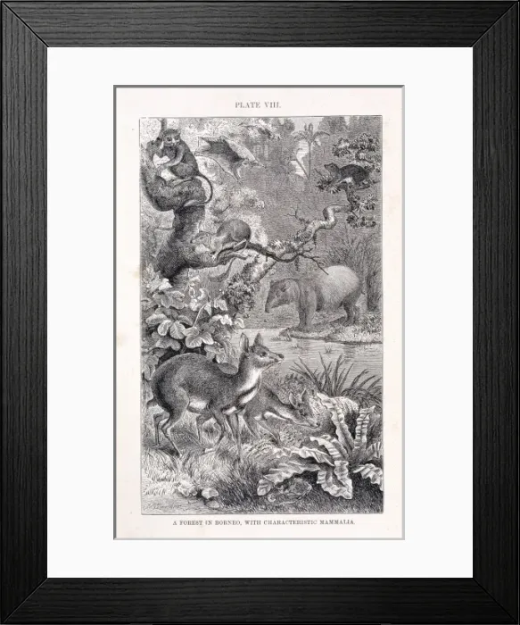Framed Print : Mammalia (class), mammals Framed Print : Mammalia (class), mammals