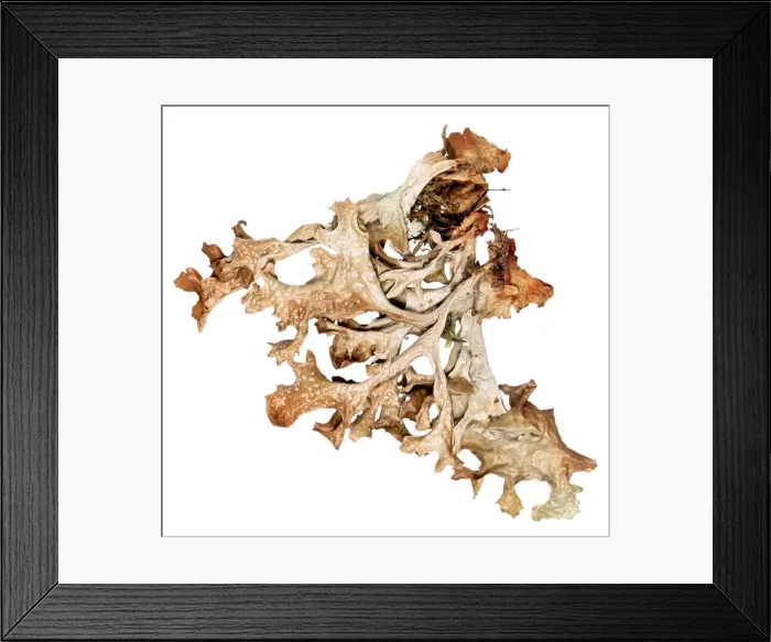 Framed Print : Cetraria islandica, lichen Framed Print : Cetraria islandica, lichen