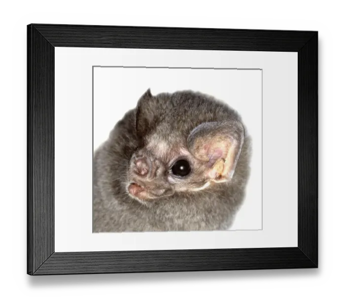 Framed Print : Diphylla ecaudata, hairy-legged vampire bat Framed Print : Diphylla ecaudata, hairy-legged vampire bat
