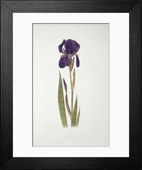 Framed Print : Iris kochii, German iris Framed Print : Iris kochii, German iris