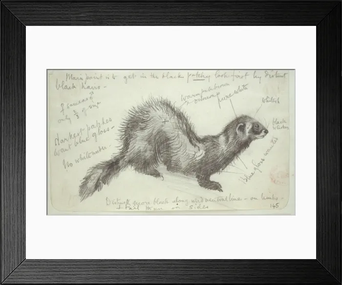 Framed Print : Mustela putorius, European polecat Framed Print : Mustela putorius, European polecat