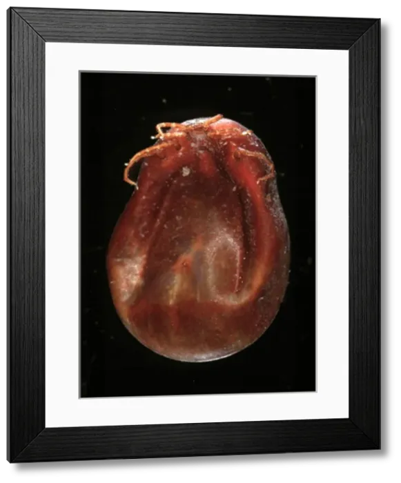 Framed Print : Ixodes ricinus, sheep tick Framed Print : Ixodes ricinus, sheep tick