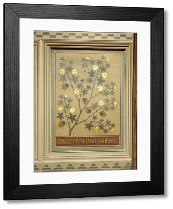 Framed Print : Gossypium barbadense, sea cotton Framed Print : Gossypium barbadense, sea cotton