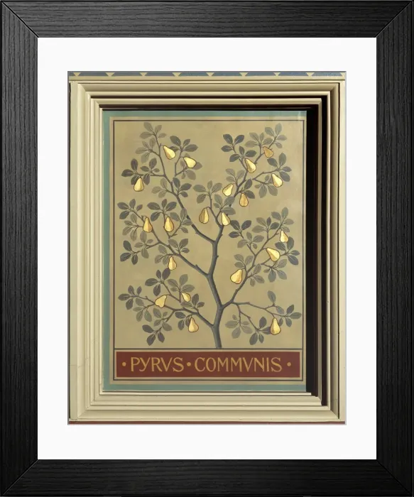 Framed Print : Pyrus communis, pear