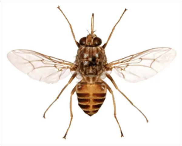 Glossina morsitans morsitans, savanna tsetse fly