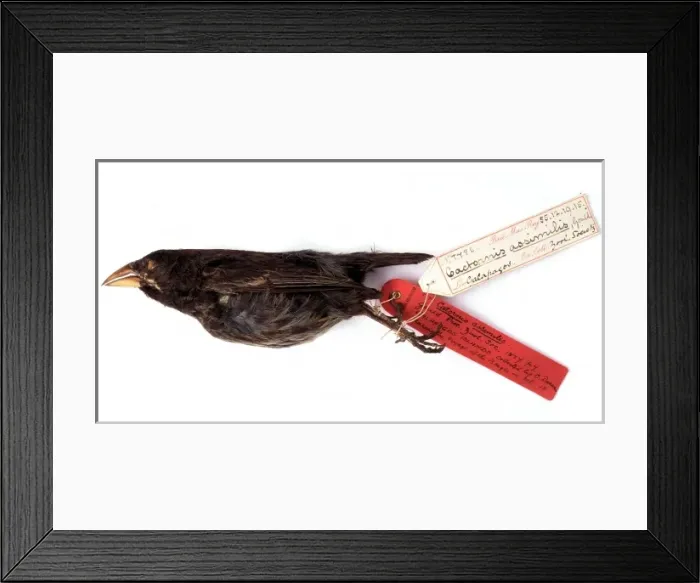 Framed Print : Geospiza scandens, common cactus finch Framed Print : Geospiza scandens, common cactus finch