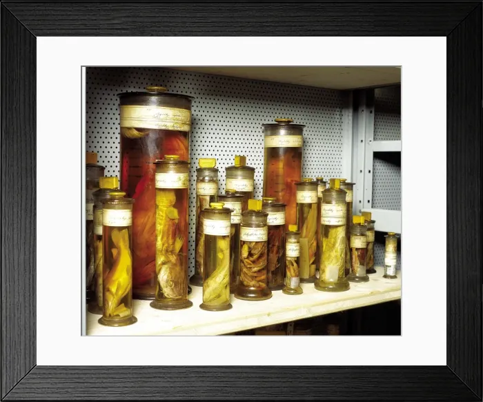 Framed Print : Fish specimens Framed Print : Fish specimens